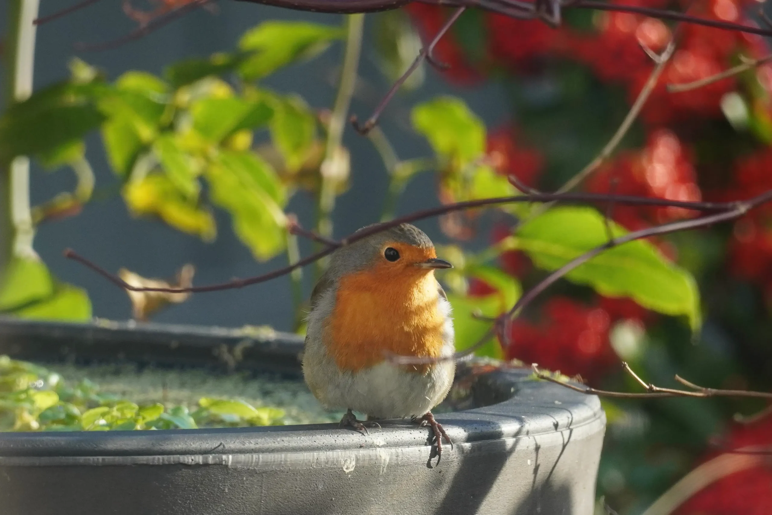 European Robin sitting on the edge of my pond.
